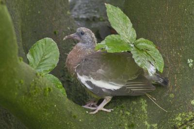 <i class='fa fa-user'></i>&nbsp;JHR&nbsp;|   Houtduif&nbsp; <i class='fa fa-eye'>&nbsp;621</i> &nbsp; <i class='fa fa-comment-o'>&nbsp;3</i>