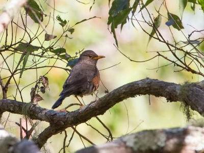 <i class='fa fa-user'></i>&nbsp;Paul van Giersbergen&nbsp;|   Eilandmerel&nbsp; <i class='fa fa-eye'>&nbsp;242</i> &nbsp; <i class='fa fa-comment-o'>&nbsp;1</i>