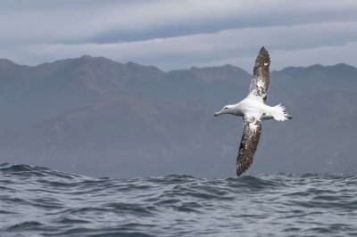 <i class='fa fa-user'></i>&nbsp;Bert Ooms&nbsp;|   Grote Albatros&nbsp; <i class='fa fa-eye'>&nbsp;548</i> &nbsp;<i class='fa fa-thumbs-up'>&nbsp;20</i> &nbsp; <i class='fa fa-comment-o'>&nbsp;17</i>