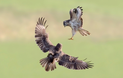 <i class='fa fa-user'></i>&nbsp;ep&nbsp;|   Buizerd&nbsp; <i class='fa fa-eye'>&nbsp;641</i> &nbsp;<i class='fa fa-thumbs-up'>&nbsp;5</i> &nbsp; <i class='fa fa-comment-o'>&nbsp;8</i>