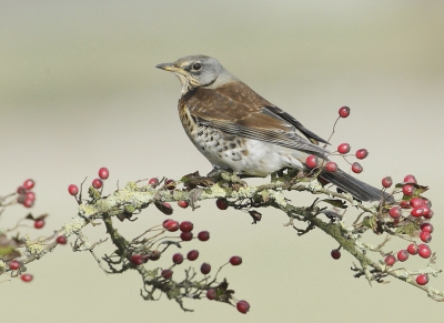 <i class='fa fa-user'></i>&nbsp;Ben Reitsma&nbsp;|   Kramsvogel&nbsp; <i class='fa fa-eye'>&nbsp;523</i> &nbsp;<i class='fa fa-thumbs-up'>&nbsp;6</i> &nbsp; <i class='fa fa-comment-o'>&nbsp;12</i>