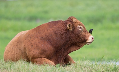 <i class='fa fa-user'></i>&nbsp;Bouke Atema&nbsp;|   Spreeuw&nbsp; <i class='fa fa-eye'>&nbsp;681</i> &nbsp;<i class='fa fa-thumbs-up'>&nbsp;3</i> &nbsp; <i class='fa fa-comment-o'>&nbsp;12</i>