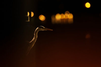 <i class='fa fa-user'></i>&nbsp;Peter Stam&nbsp;|   Blauwe Reiger&nbsp; <i class='fa fa-eye'>&nbsp;586</i> &nbsp;<i class='fa fa-thumbs-up'>&nbsp;5</i> &nbsp; <i class='fa fa-comment-o'>&nbsp;14</i>