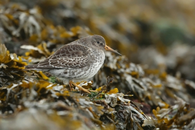 <i class='fa fa-user'></i>&nbsp;Frank Kremer&nbsp;|   Paarse Strandloper&nbsp; <i class='fa fa-eye'>&nbsp;426</i> &nbsp; <i class='fa fa-comment-o'>&nbsp;5</i>