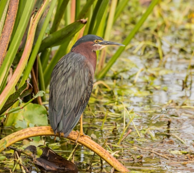 Groene reiger gespot in de buurt van de Everglades. Typische habitat voor deze kleine reigersoort(ongeveer 45cm)