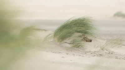 <i class='fa fa-user'></i>&nbsp;nelappelmelk&nbsp;|   Velduil&nbsp; <i class='fa fa-eye'>&nbsp;757</i> &nbsp;<i class='fa fa-thumbs-up'>&nbsp;8</i> &nbsp; <i class='fa fa-comment-o'>&nbsp;18</i>