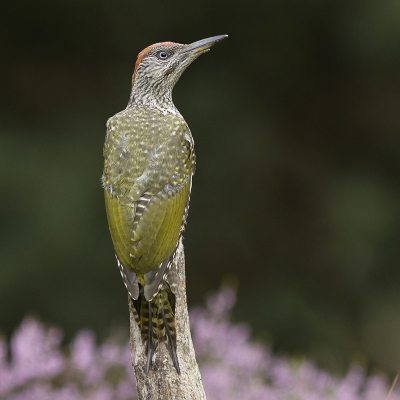 <i class='fa fa-user'></i>&nbsp;henksteen&nbsp;|   Groene Specht&nbsp; <i class='fa fa-eye'>&nbsp;623</i> &nbsp;<i class='fa fa-thumbs-up'>&nbsp;3</i> &nbsp; <i class='fa fa-comment-o'>&nbsp;4</i>