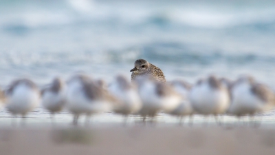 <i class='fa fa-user'></i>&nbsp;Van de Velde Frank&nbsp;|   Zilverplevier&nbsp; <i class='fa fa-eye'>&nbsp;470</i> &nbsp;<i class='fa fa-thumbs-up'>&nbsp;5</i> &nbsp; <i class='fa fa-comment-o'>&nbsp;6</i>