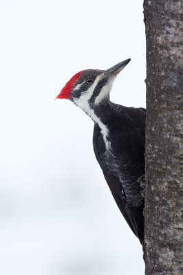 <i class='fa fa-user'></i>&nbsp;jan Luit&nbsp;|   Noord-Amerikaanse Helmspecht&nbsp; <i class='fa fa-eye'>&nbsp;362</i> &nbsp;<i class='fa fa-thumbs-up'>&nbsp;1</i> &nbsp; <i class='fa fa-comment-o'>&nbsp;5</i>