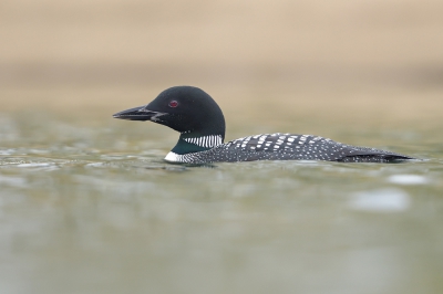 <i class='fa fa-user'></i>&nbsp;Johan G&nbsp;|   IJsduiker&nbsp; <i class='fa fa-eye'>&nbsp;736</i> &nbsp;<i class='fa fa-thumbs-up'>&nbsp;15</i> &nbsp; <i class='fa fa-comment-o'>&nbsp;18</i>