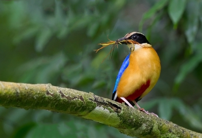 <i class='fa fa-user'></i>&nbsp;charlysax&nbsp;|   Blauwvleugelpitta&nbsp; <i class='fa fa-eye'>&nbsp;342</i> &nbsp;<i class='fa fa-thumbs-up'>&nbsp;2</i> &nbsp; <i class='fa fa-comment-o'>&nbsp;3</i>