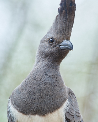 <i class='fa fa-user'></i>&nbsp;peter wijn&nbsp;|   Witbuiktoerako&nbsp; <i class='fa fa-eye'>&nbsp;364</i> &nbsp; <i class='fa fa-comment-o'>&nbsp;2</i>