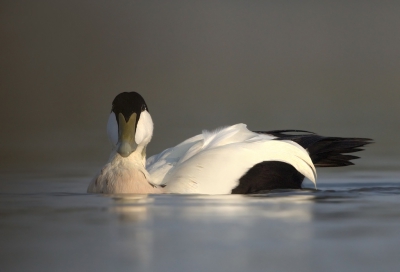 Ik was vroeg aanwezig om de eiders alvast wat te laten wennen aan mijn aanwezigheid, het water diende nog wel wat te stijgen voor een goed laag standpunt en toen ook de zon achter sluier bewolking schuil ging en voor diffuus licht zorgde waren alle ingredinten aanwezig voor een leuk foto dagje.