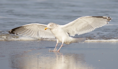 Mooi weer, wat wind, glven, dus genoeg vermaak. Dit is vlak na de landing.