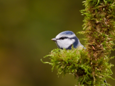 Soorten uit de tuin : Ik heb in de tuin een plaatsje gemaakt waar de vogels zaden en noten kunnen komen halen.
De eerste soorten komen al eens voorzichtig kijken. Niet de zeldzaamste soorten, maar daarom niet minder mooi...