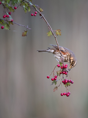 <i class='fa fa-user'></i>&nbsp;LeerdammerKees&nbsp;|   Koperwiek&nbsp; <i class='fa fa-eye'>&nbsp;684</i> &nbsp;<i class='fa fa-thumbs-up'>&nbsp;16</i> &nbsp; <i class='fa fa-comment-o'>&nbsp;21</i>