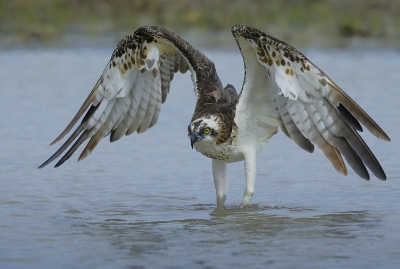 <i class='fa fa-user'></i>&nbsp;Ben Reitsma&nbsp;|   Visarend&nbsp; <i class='fa fa-eye'>&nbsp;713</i> &nbsp;<i class='fa fa-thumbs-up'>&nbsp;6</i> &nbsp; <i class='fa fa-comment-o'>&nbsp;14</i>