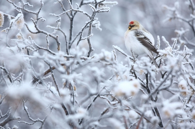 <i class='fa fa-user'></i>&nbsp;Chris van Rijswijk&nbsp;|   Witstuitbarmsijs&nbsp; <i class='fa fa-eye'>&nbsp;583</i> &nbsp;<i class='fa fa-thumbs-up'>&nbsp;4</i> &nbsp; <i class='fa fa-comment-o'>&nbsp;18</i>