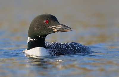 <i class='fa fa-user'></i>&nbsp;thijsglastra&nbsp;|   IJsduiker&nbsp; <i class='fa fa-eye'>&nbsp;993</i> &nbsp;<i class='fa fa-thumbs-up'>&nbsp;18</i> &nbsp; <i class='fa fa-comment-o'>&nbsp;34</i>