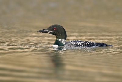 <i class='fa fa-user'></i>&nbsp;Gejo Wassink&nbsp;|   IJsduiker&nbsp; <i class='fa fa-eye'>&nbsp;582</i> &nbsp;<i class='fa fa-thumbs-up'>&nbsp;12</i> &nbsp; <i class='fa fa-comment-o'>&nbsp;21</i>