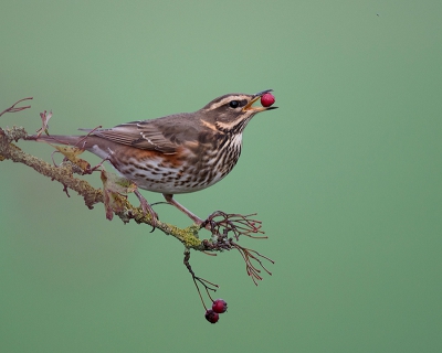 <i class='fa fa-user'></i>&nbsp;Wilfried Solarz&nbsp;|   Koperwiek&nbsp; <i class='fa fa-eye'>&nbsp;710</i> &nbsp;<i class='fa fa-thumbs-up'>&nbsp;22</i> &nbsp; <i class='fa fa-comment-o'>&nbsp;24</i>