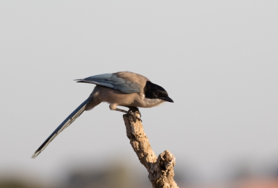 Prachtige weersomstandigheden en een schitterende vogel om te fotograferen, ging er echt voor posreren