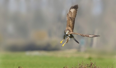 De Buizerd zet de landing in op de paal, de opname heb ik vanuit de auto gemaakt op ca 60 meter afstand.het was mooi zonnig weer.