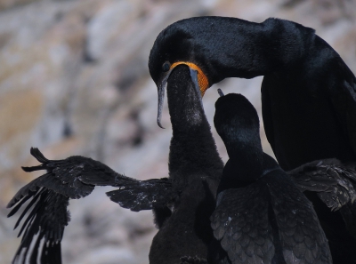 <i class='fa fa-user'></i>&nbsp;sieb&nbsp;|   Kaapse Aalscholver&nbsp; <i class='fa fa-eye'>&nbsp;500</i> &nbsp; <i class='fa fa-comment-o'>&nbsp;10</i>