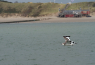 <i class='fa fa-user'></i>&nbsp;Marco Simonis&nbsp;|   Vorkstaartmeeuw&nbsp; <i class='fa fa-eye'>&nbsp;430</i> &nbsp; <i class='fa fa-comment-o'>&nbsp;3</i>