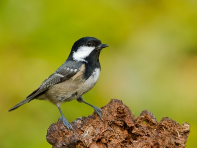 Soorten in de tuin : Met deze zwarte mees sluit ik voorlopig het rijtje van de mezensoorten in mijn tuin af. Hiervan tel ik er soms 3 tegelijk in de buurt van mijn voederplaatsje. Niet de gemakkelijkste want behalve heel zenuwachtig en snel zijn ze ook weinig tolerant ten opzicht van elkaar en andere mezen waardoor ze meestal maar heel even stilzitten hier.