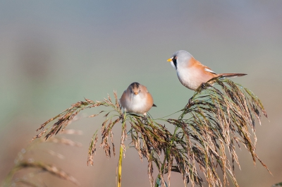 Heerlijk om rond te lopen en dan ineens het geluid van een baardman op te pikken. Even wachten op een plek die goed voelde en ja hoor, daar zaten ze ineens boven in het riet