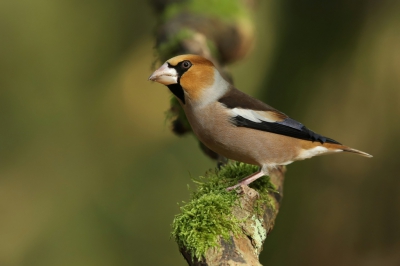 <i class='fa fa-user'></i>&nbsp;Frank Kremer&nbsp;|   Appelvink&nbsp; <i class='fa fa-eye'>&nbsp;561</i> &nbsp; <i class='fa fa-comment-o'>&nbsp;8</i>