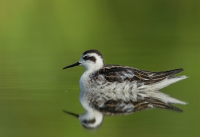 <i class='fa fa-user'></i>&nbsp;charlysax&nbsp;|   Grauwe Franjepoot&nbsp; <i class='fa fa-eye'>&nbsp;576</i> &nbsp;<i class='fa fa-thumbs-up'>&nbsp;10</i> &nbsp; <i class='fa fa-comment-o'>&nbsp;10</i>