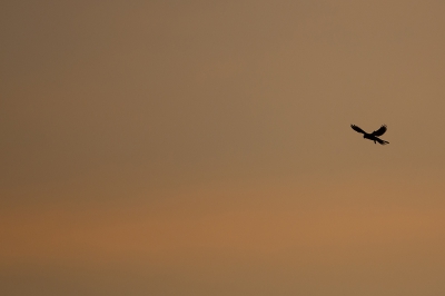 Een ondergaande zon, en een torenvalk kwam een show weggeven, zoekend naar muis (of iets dergelijks) ons compleet negerend.