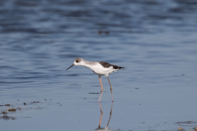 Juveniele Steltkluut aan de Lagune in de Alentejo, schitterende omstandigheden, en nog steeds een leuke vogel om te fotograferen.