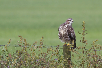 De buizerd neemt positie in om te jagen op de grond.
