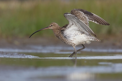 <i class='fa fa-user'></i>&nbsp;Luc Meert&nbsp;|   Wulp&nbsp; <i class='fa fa-eye'>&nbsp;327</i> &nbsp; <i class='fa fa-comment-o'>&nbsp;5</i>