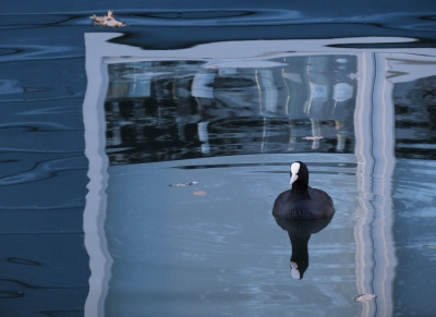 <i class='fa fa-user'></i>&nbsp;sieb&nbsp;|   Meerkoet&nbsp; <i class='fa fa-eye'>&nbsp;399</i> &nbsp;<i class='fa fa-thumbs-up'>&nbsp;10</i> &nbsp; <i class='fa fa-comment-o'>&nbsp;20</i>