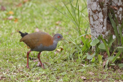 <i class='fa fa-user'></i>&nbsp;Brasil&nbsp;|   Vale Bosral&nbsp; <i class='fa fa-eye'>&nbsp;321</i> &nbsp; <i class='fa fa-comment-o'>&nbsp;3</i>