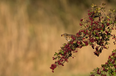 <i class='fa fa-user'></i>&nbsp;LeerdammerKees&nbsp;|   Koperwiek&nbsp; <i class='fa fa-eye'>&nbsp;451</i> &nbsp;<i class='fa fa-thumbs-up'>&nbsp;3</i> &nbsp; <i class='fa fa-comment-o'>&nbsp;12</i>