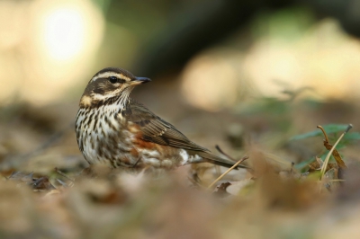 <i class='fa fa-user'></i>&nbsp;Frank Kremer&nbsp;|   Koperwiek&nbsp; <i class='fa fa-eye'>&nbsp;480</i> &nbsp;<i class='fa fa-thumbs-up'>&nbsp;1</i> &nbsp; <i class='fa fa-comment-o'>&nbsp;12</i>