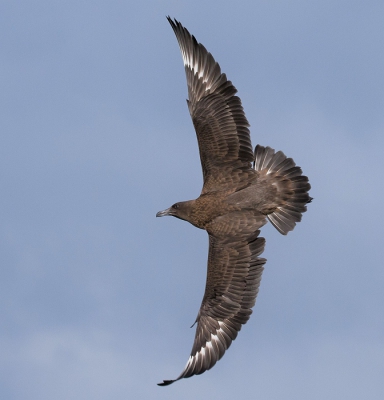 <i class='fa fa-user'></i>&nbsp;Marco Simonis&nbsp;|   Grote Jager&nbsp; <i class='fa fa-eye'>&nbsp;557</i> &nbsp;<i class='fa fa-thumbs-up'>&nbsp;10</i> &nbsp; <i class='fa fa-comment-o'>&nbsp;15</i>