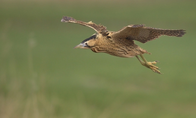 Het zijn geheimzinnige vogels de roerdomp ook deze kwam plotseling uit het riet te voorschijn en even later een tweede roerdomp dan mag je van geluk spreken als je een aantal opnamen kan maken.