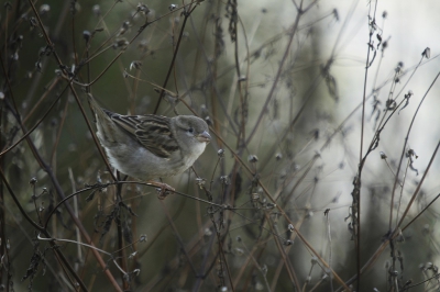 <i class='fa fa-user'></i>&nbsp;Fons Hoiting&nbsp;|   Huismus&nbsp; <i class='fa fa-eye'>&nbsp;355</i> &nbsp;<i class='fa fa-thumbs-up'>&nbsp;4</i> &nbsp; <i class='fa fa-comment-o'>&nbsp;9</i>