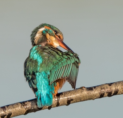 ijsvogel op het einde van de fotosessie kunnen spotten in een mooi herfstzonnetje onder een wolkenloze hemel.