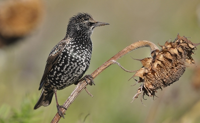 <i class='fa fa-user'></i>&nbsp;dreupiet&nbsp;|   Spreeuw&nbsp; <i class='fa fa-eye'>&nbsp;346</i> &nbsp; <i class='fa fa-comment-o'>&nbsp;7</i>