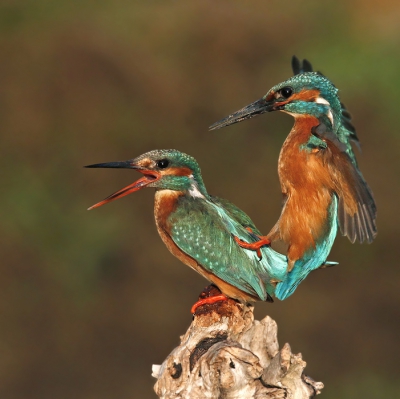 <i class='fa fa-user'></i>&nbsp;Gejo Wassink&nbsp;|   IJsvogel&nbsp; <i class='fa fa-eye'>&nbsp;794</i> &nbsp;<i class='fa fa-thumbs-up'>&nbsp;8</i> &nbsp; <i class='fa fa-comment-o'>&nbsp;21</i>