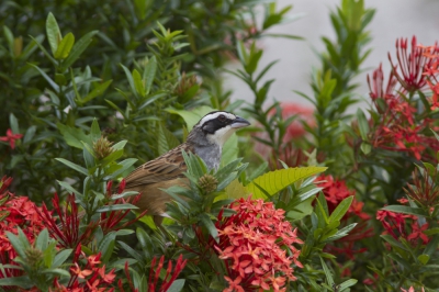 <i class='fa fa-user'></i>&nbsp;JHR&nbsp;|   Roeststaartgors&nbsp; <i class='fa fa-eye'>&nbsp;347</i> &nbsp; <i class='fa fa-comment-o'>&nbsp;1</i>