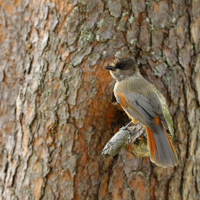 <i class='fa fa-user'></i>&nbsp;Alex Roetemeijer&nbsp;|   Taigagaai&nbsp; <i class='fa fa-eye'>&nbsp;497</i> &nbsp;<i class='fa fa-thumbs-up'>&nbsp;3</i> &nbsp; <i class='fa fa-comment-o'>&nbsp;8</i>