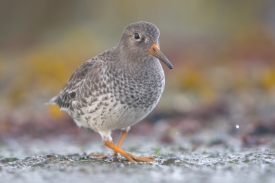 <i class='fa fa-user'></i>&nbsp;Hans Overduin&nbsp;|   Paarse Strandloper&nbsp; <i class='fa fa-eye'>&nbsp;524</i> &nbsp;<i class='fa fa-thumbs-up'>&nbsp;21</i> &nbsp; <i class='fa fa-comment-o'>&nbsp;17</i>